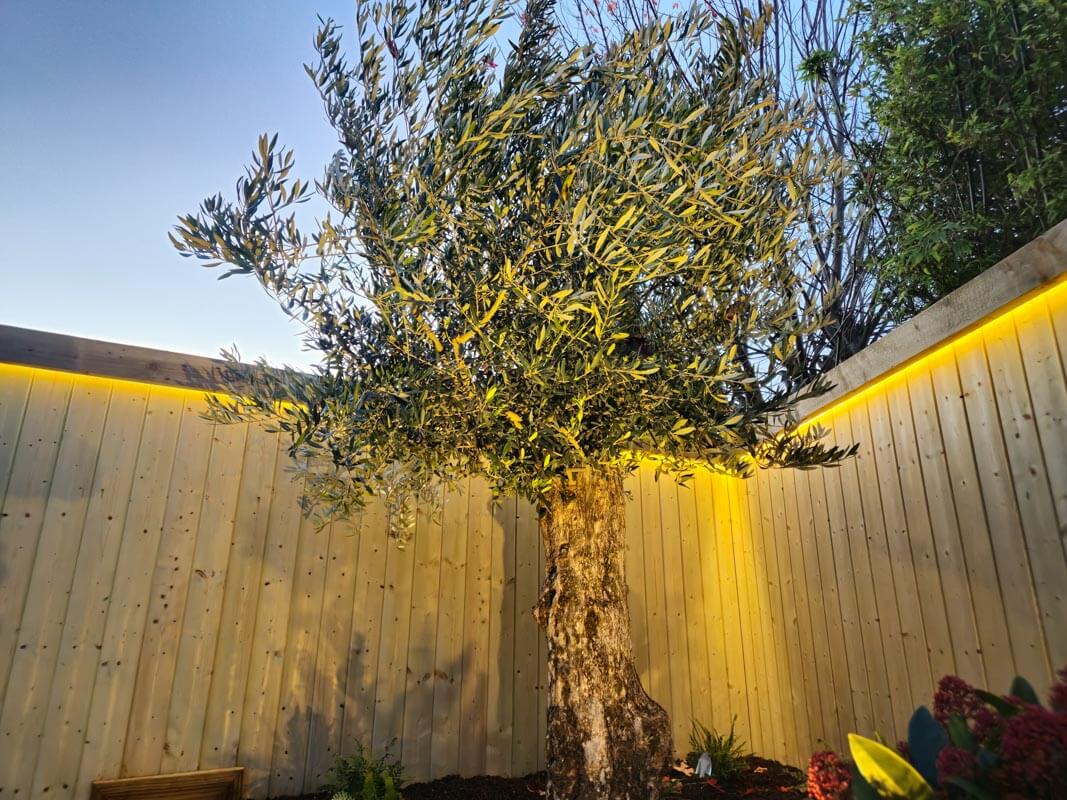 Gardenviews-Drumcondra-garden04
